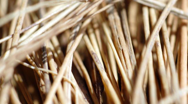 File:Brushbristles.jpg