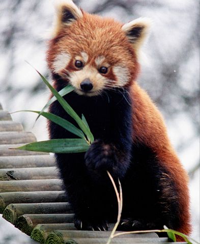 File:Ailurus fulgens RoterPanda LesserPanda.jpg