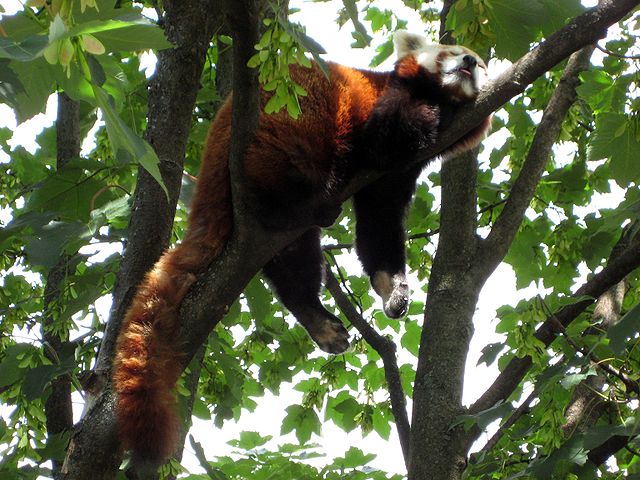 File:Tiergarten Schoenbrunn Kleiner Panda 2.jpg