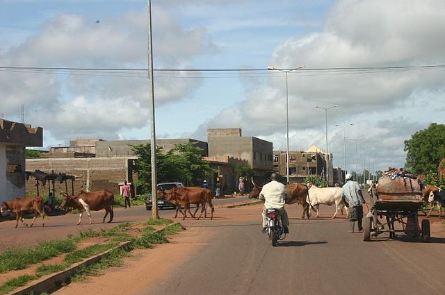 File:Bamako cattle.jpg