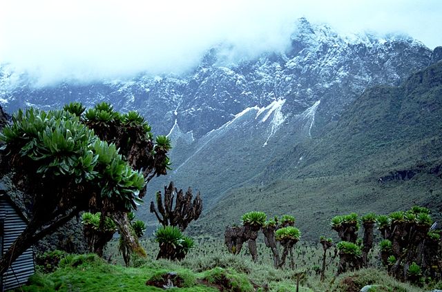 File:1172 ruwenzori.jpg