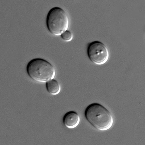 File:S cerevisiae under DIC microscopy.jpg
