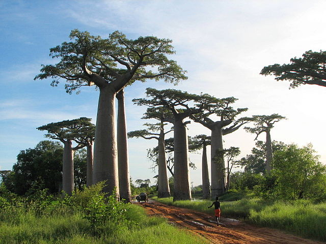 File:Adansonia grandidieri02.jpg