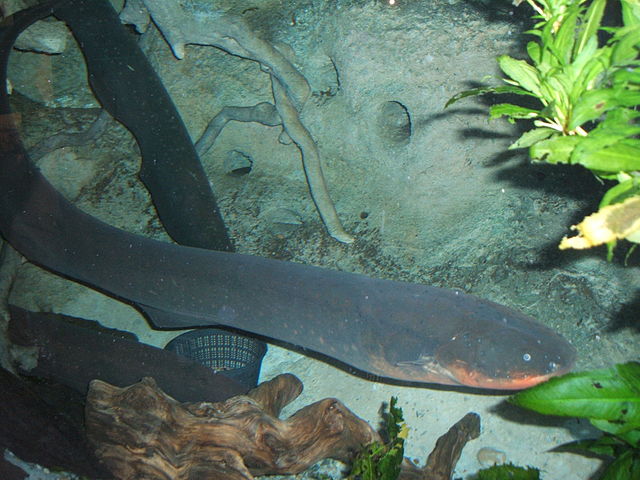 File:Electric-eel2.jpg