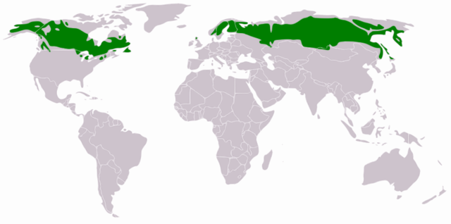 File:Distribution Taiga.png