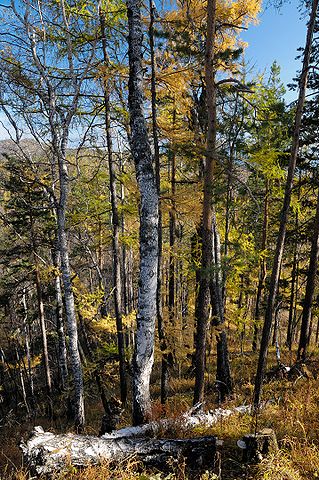 File:BaikalForest (pixinn.net).jpg