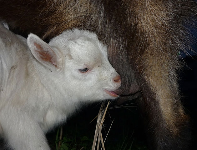 File:Suckling goat.jpg