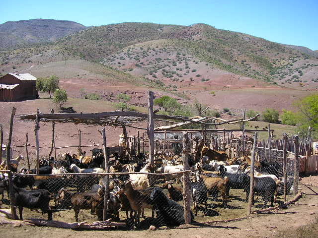 File:Cabrasnortechico.JPG