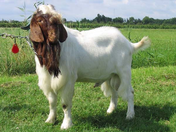 File:Boerbok.jpg