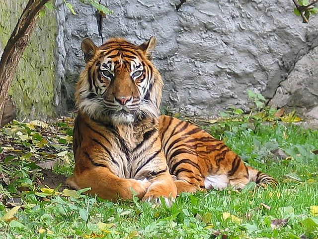 File:Panthera tigris sumatran subspecies.jpg