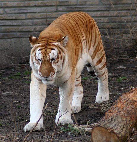 File:Golden tiger 1 - Buffalo Zoo.jpg