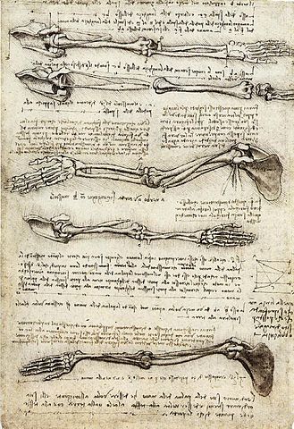 File:Studies of the Arm showing the Movements made by the Biceps.jpg