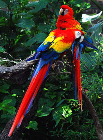 File:Ara macao - two at Lowry Park Zoo.jpg