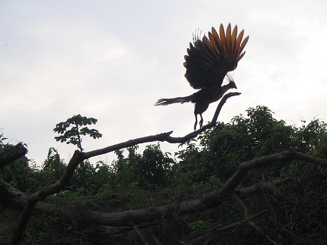 File:Rurrenabaque Bolivia - The Amazon.jpg