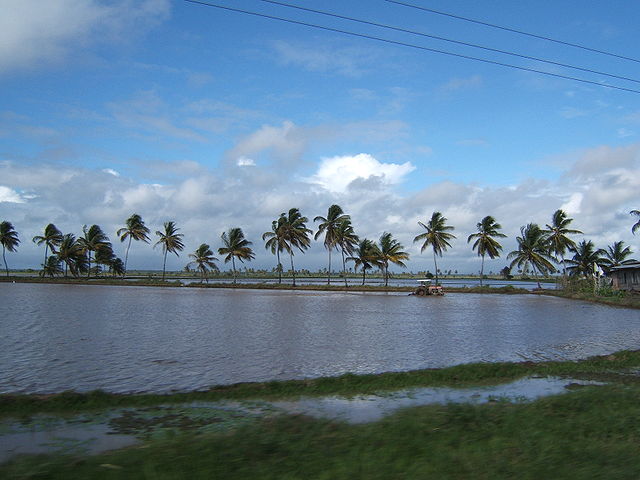File:Tractor in field of rice by Khirsah1.jpg