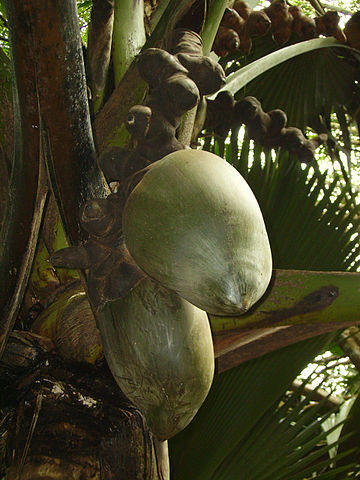 File:Female coco de mer growth.jpg