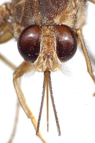 File:Tsetse head-proboscis.jpeg