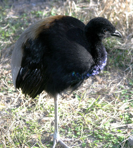 File:Psophia crepitansPCCA20051227-1968B.jpg