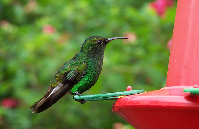File:Costa-Rica-colibri-humming-bird.jpg