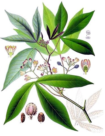 File:Manihot esculenta - K&ouml;hler&ndash;s Medizinal-Pflanzen-090.jpg
