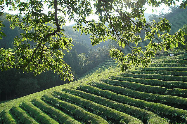 File:Korea-Boseong-Green.tea-09.jpg